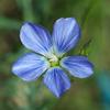 linum_marginale_003