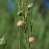 linum_marginale_005