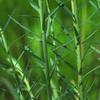 native_flax_004