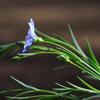 native_flax_005