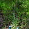 native_flax_006
