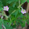 native_geranium_002_t.jpg