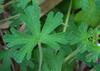 native_geranium_001
