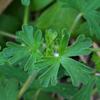 native_geranium_003