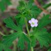 native_geranium_004