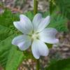 native_hollyhock_001_t.jpg