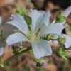 malva_behriana_003