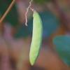 hardenbergia_violacea_002