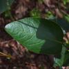 native_lilac_004