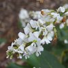 plant_119