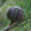 southern_cypress_pine_001_t.jpg