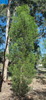 native_pine_001