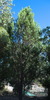 native_pine_002