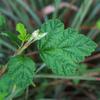 native_raspberry_002