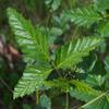 native_raspberry_004