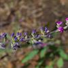 cullen_australasicum_003