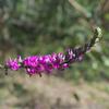 cullen_australasicum_005