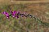 cullen_australasicum_004_t.jpg