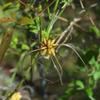 clematis_microphylla_002