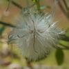 clematis_microphylla_008