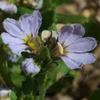 scaevola_albida_004_t.jpg