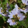 scaevola_albida_002