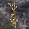 juncus_pallidus_001