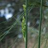 pale_rush_001