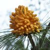 plant_016_t.jpg