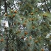 plant_012