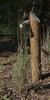 dichanthium_sericeum_001