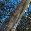 eucalyptus_camaldulensis_003