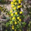 acacia_acinacea_002