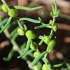 enchylaena_tomentosa_004
