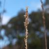carex_tereticaulis_001_t.jpg