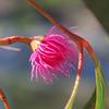 eucalyptus_leucoxylon_001