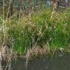 sedge_001_t.jpg