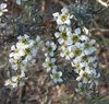 plant_144_t.jpg