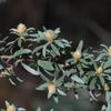 leptospermum_lanigerum_003
