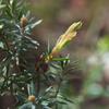 silky_tea_tree_002
