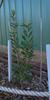 banksia_marginata_001