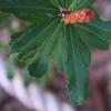 banksia_marginata_002
