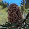 banksia_marginata_004