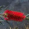 banksia_marginata_006