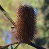 banksia_marginata_008
