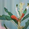 banksia_marginata_003_t.jpg