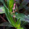 slender_knotweed_001_t.jpg
