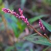 persicaria_decipiens_001