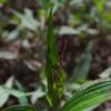 slender_knotweed_003