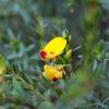 mallee_bush_pea_001